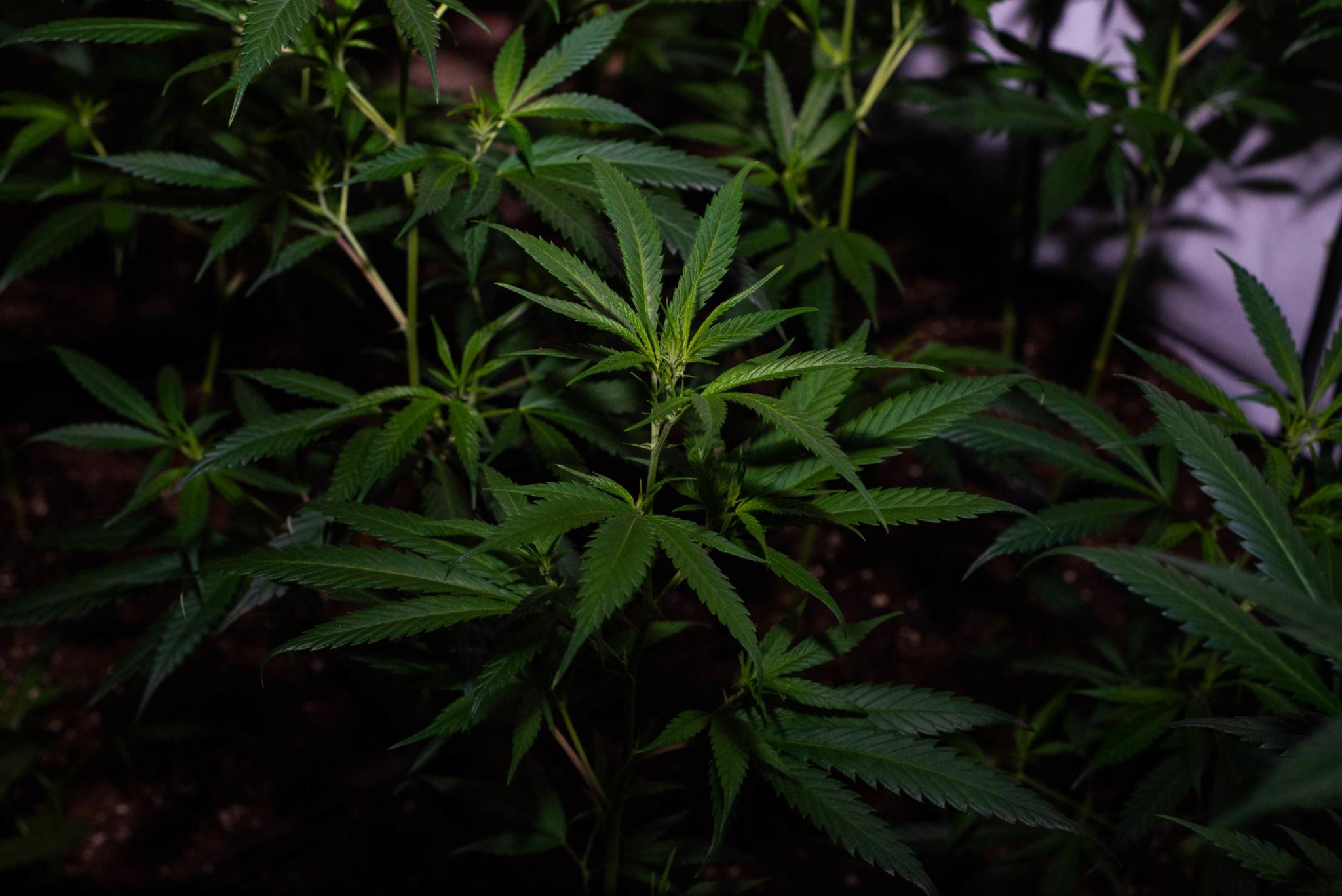 Amnesia Haze clone