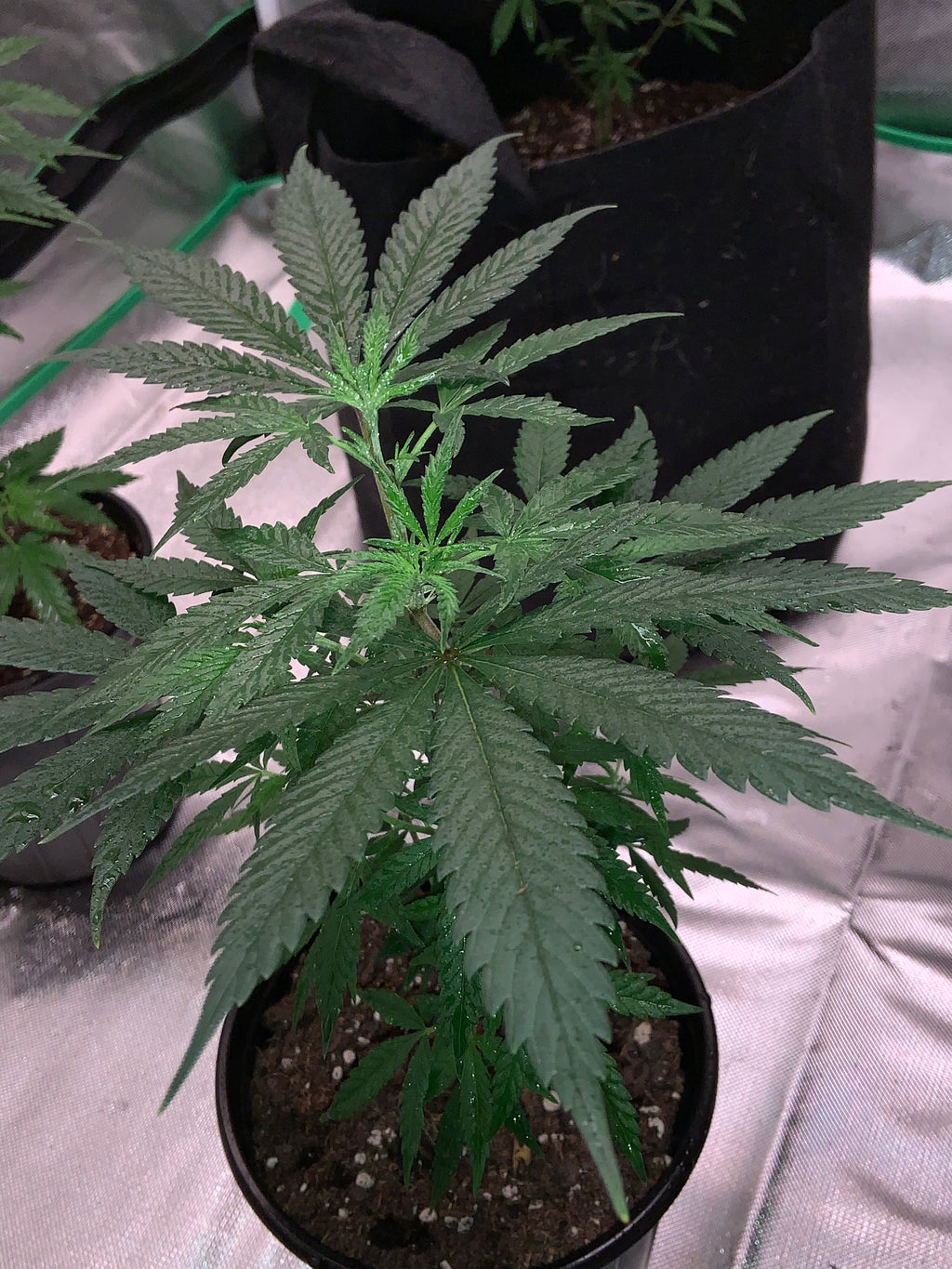 Amnesia Haze clone