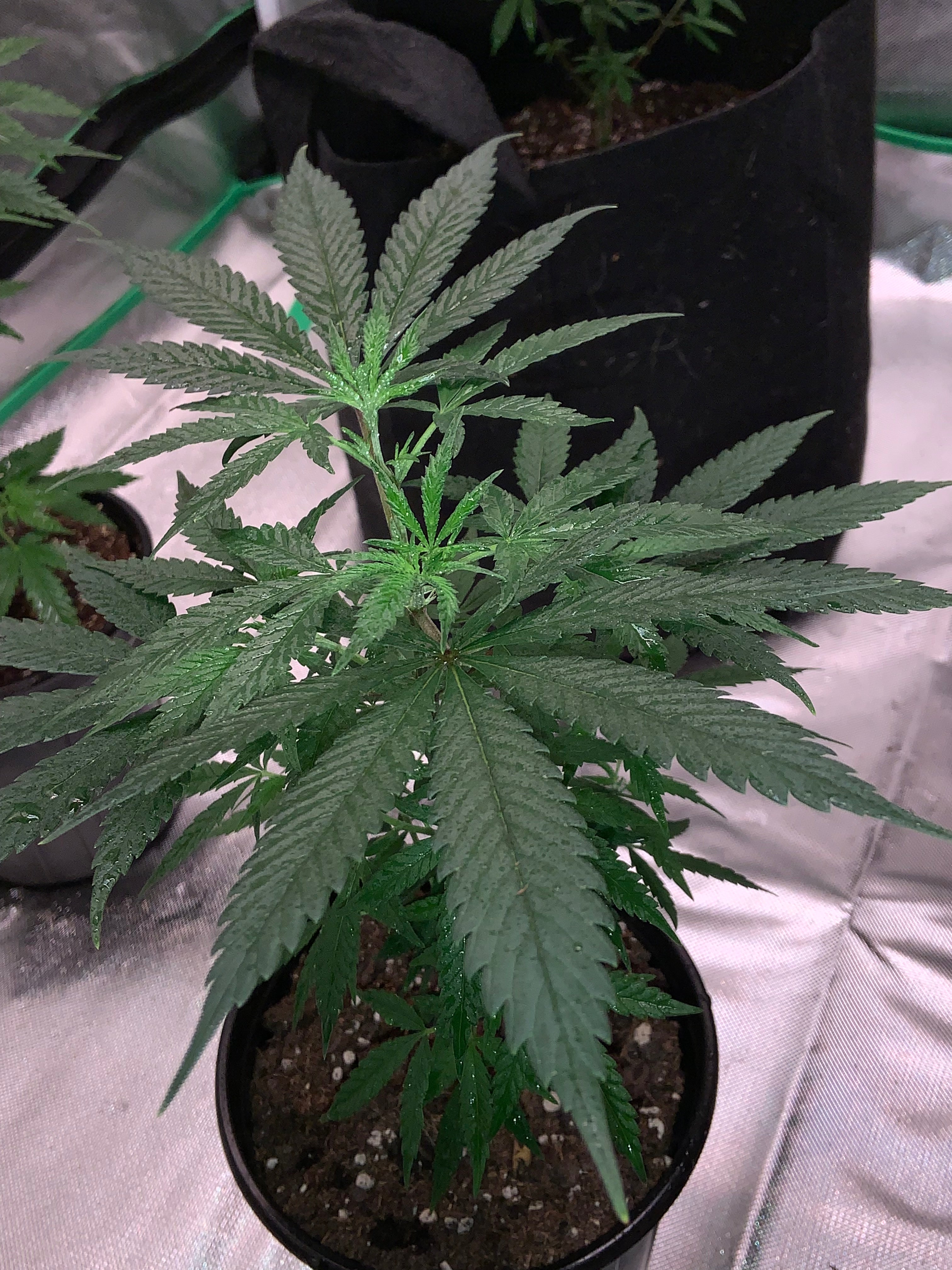 Amnesia Haze clone