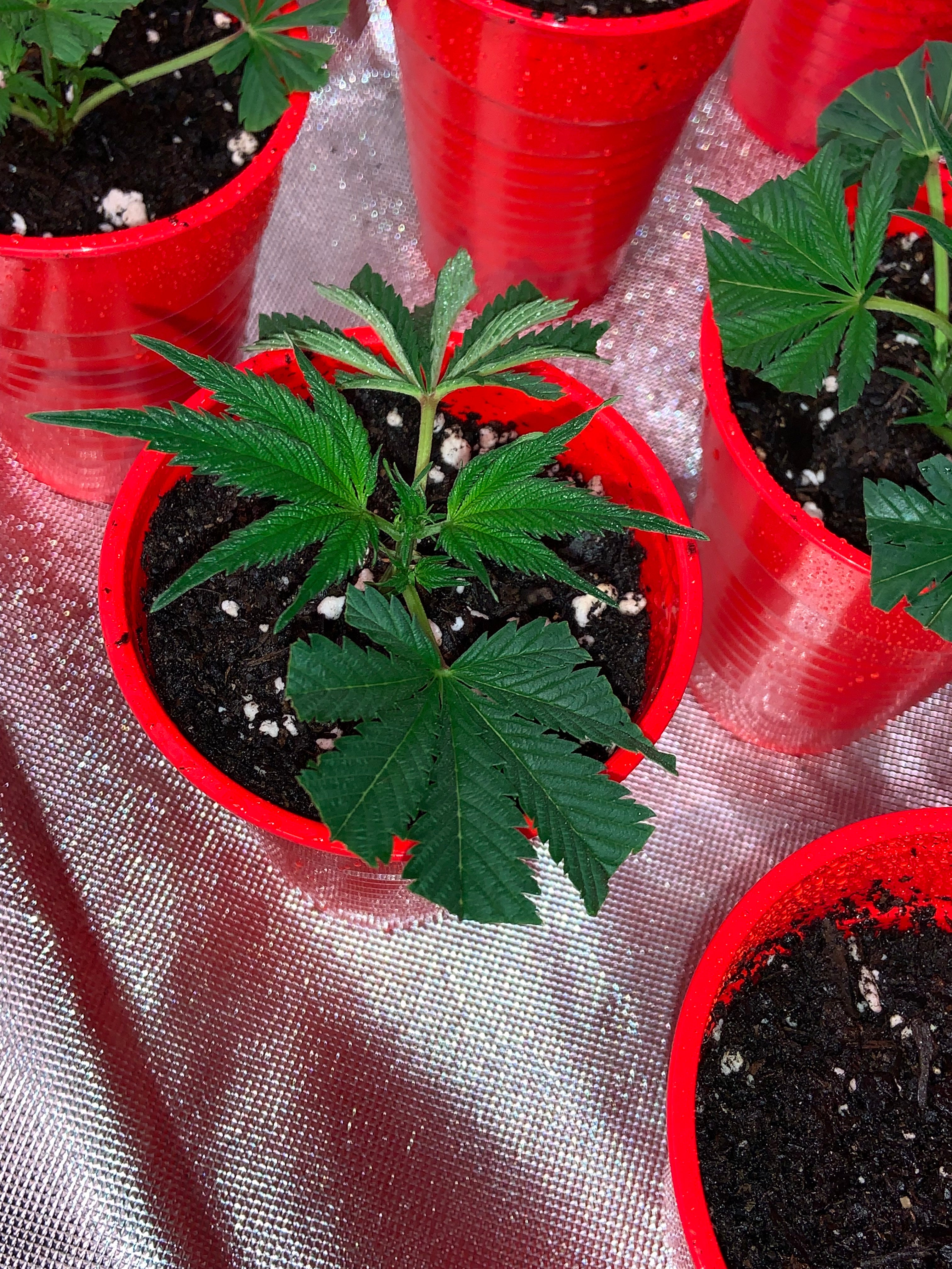 Amnesia Haze clone
