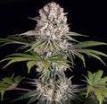 Amnesia Haze clone
