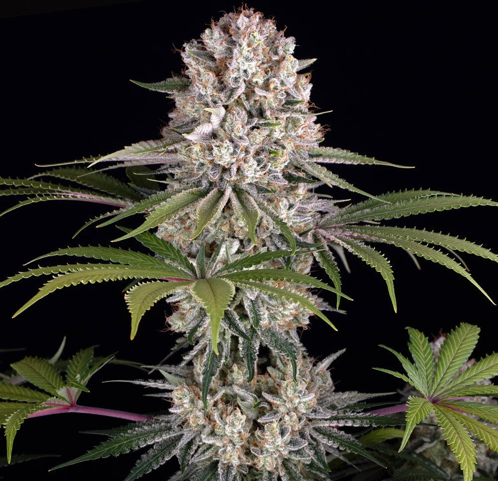 Amnesia Haze clone