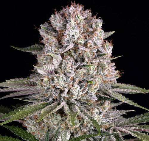 Amnesia Haze clone