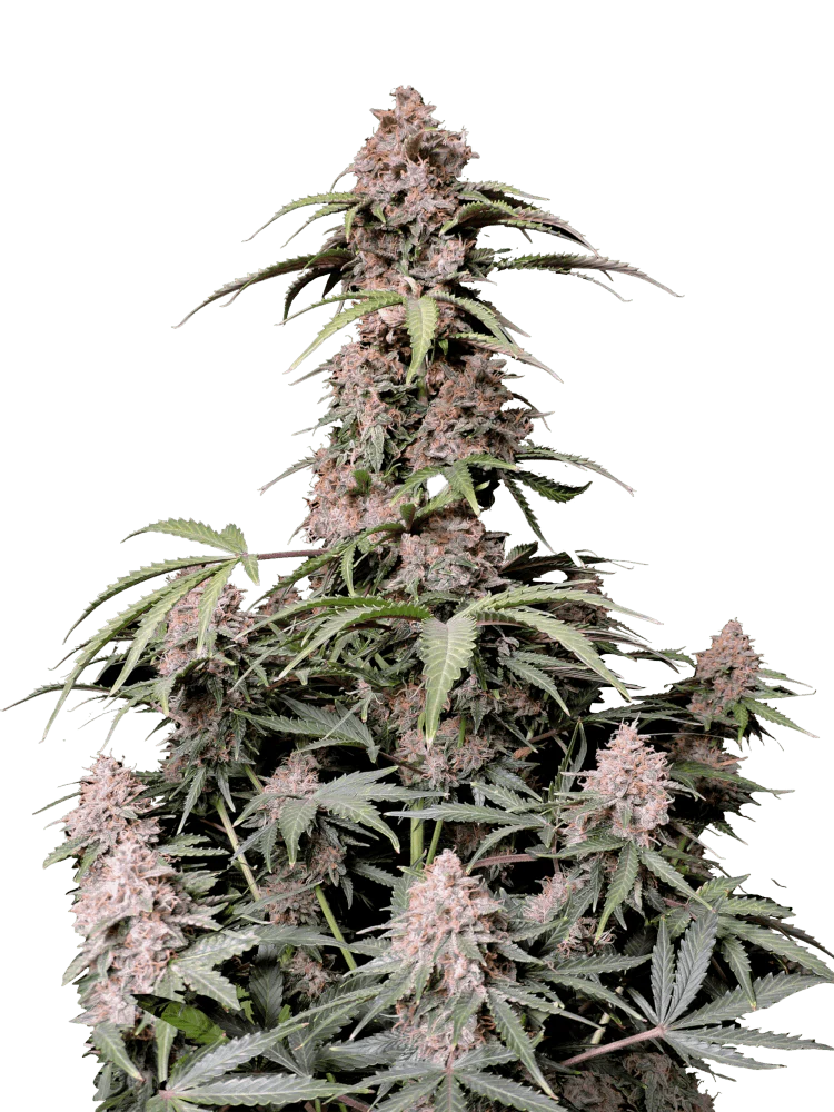 Amnesia Haze clone